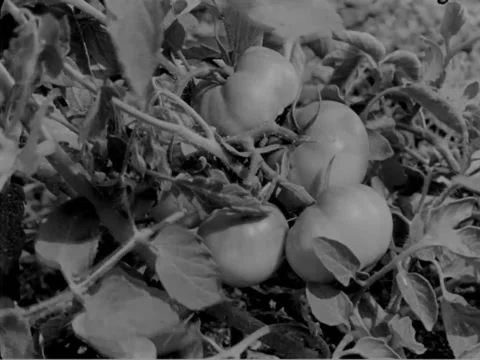 1930s: Vegetables Stock Footage 157945263