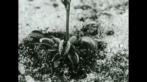 1930s: Venus flytrap plant sits in garden. Hand with pointer touches petals of Video stock 104992153