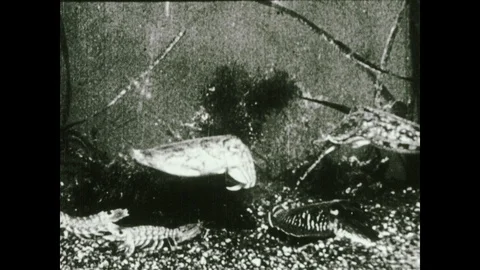 1930s: Views of cuttlefish swimming. Stock Footage 119448312