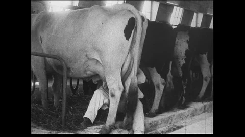 1930s: Wide shot of man milking cow. Medium close up of girl drinking milk. Stock Footage