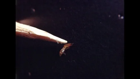 1930s: Wooden pointer pokes at antagonized soldier termite. Stock Footage 113950993