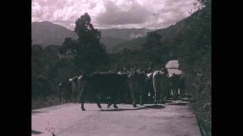 1930s: Workers pulling crane. Herd of cattle on road. Crowd gathered around bus. Stock Footage 236172884