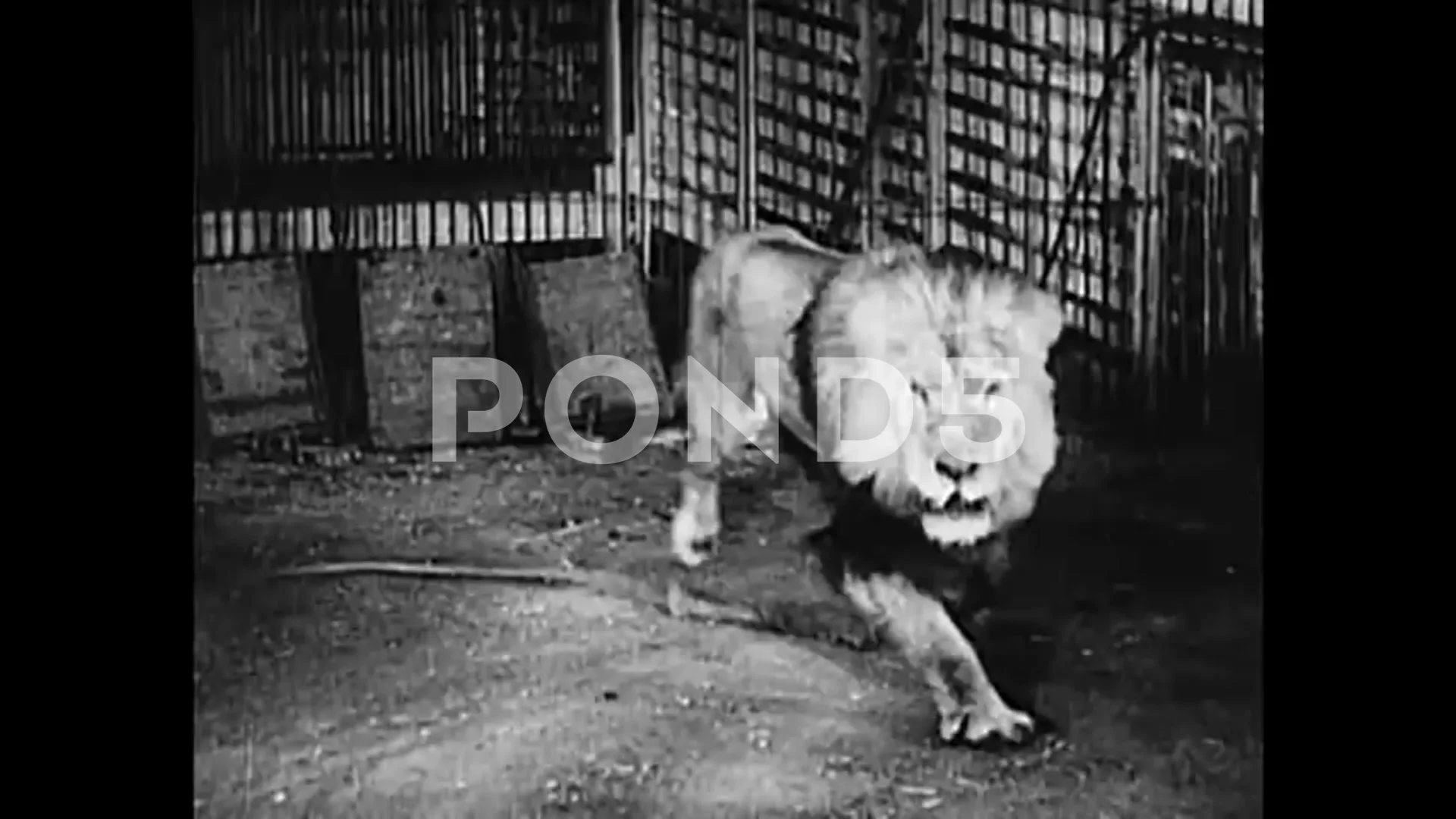 Lion Tamer Stock Video Footage | Royalty Free Lion Tamer Videos | Pond5