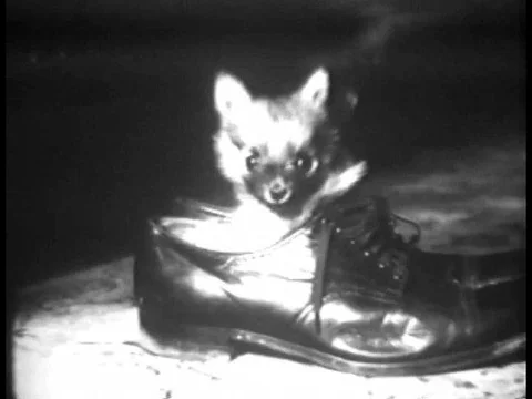 1934  A tiny dog plays in a shoe and near a fishbowl, and farmers turn in their Stock Footage 83214956