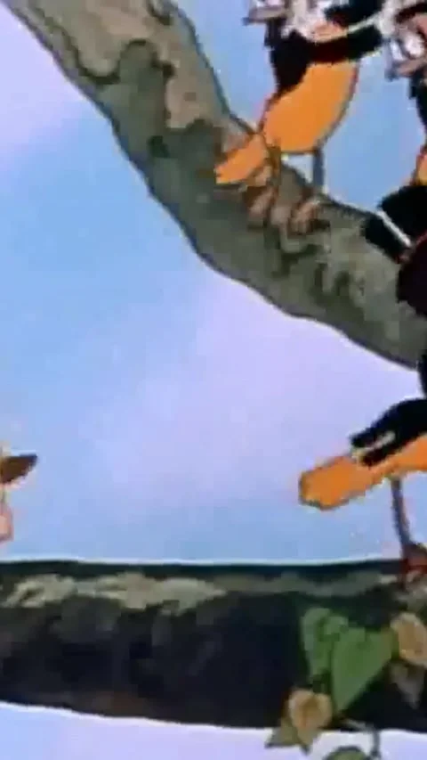 Bird For Film Stock Videos – Royalty-Free HD & 4K Videos