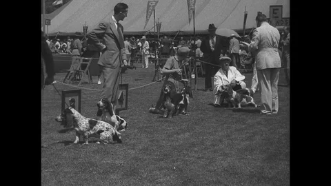 1937-Dog Show / Madison / New Jersey / USA / 1937 Stock Footage