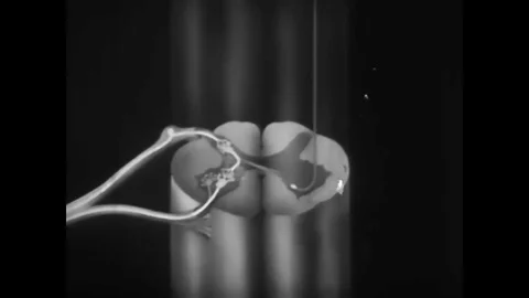 1937 - Motor nerves animate the severed legs of a frog in a laboratory and an Stock Footage 82715636