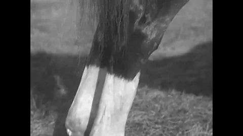 1937 - A purebred horse stands in a field. Stock Footage