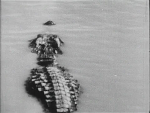 1939-Crocodilia / River / Africa / 1930-1939 Stock Footage