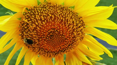 1940 Sunflower with Bumble Bee, HD Stock Footage 40385396