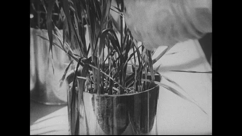 1940s-1950s : A scientist in a greenhouse plants radioactive seeds in buckets, Stock Footage