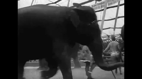 A 1940?s, 3 ring circus act features an exotic acrobat performing tricks with Stock Footage 79427860