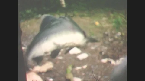 1940s: Alaska: Fish Caught On Pole. Fish Swim In River. Fish Swim Away. Man Uses Stock Footage