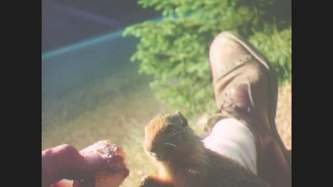 1940s: Alaska: Squirrel Eats Nuts. View Across Water In Lake. Mountains And Stock Footage