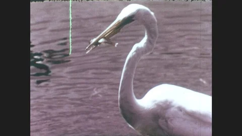 1940s: Bird eats fish. Crab hides in sand. Tracking shot of rabbit running. Stock Footage 82501423