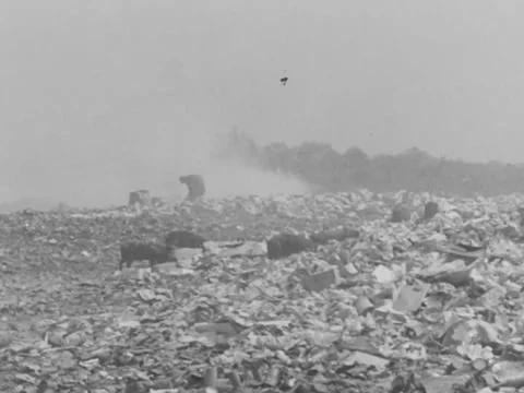 1940s: Boars in landfill Video stock 231333760