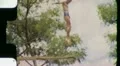 1940s Boy Dives into Diving Board Pool SWIMMING Vintage Film Old Home Movie HD Footage