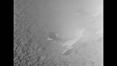 1940s - British Navy planes return to the HMS Glorious aircraft carrier and land Video stock 159335062