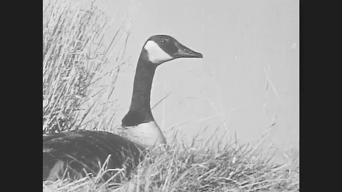 1940s: Canada goose sits on nest in grassy area. Goose takes flight. Nest full Stock Footage