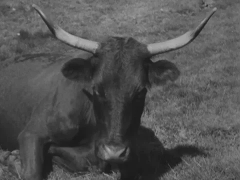 1940s: Cattle resting on hill Stock Footage 231181457