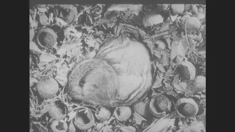 1940s: Chipmunk sleeps in nest. Badger digs at hole at base of snowy tree. Fox Stock Footage 80462553
