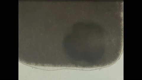 1940s: Close up, insect hatching from egg on leaf. Magnified shot of cell. Stock Footage 233217766