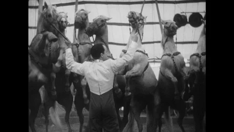1940s: At the command of their trainers, horses stand while two women perform Stock Footage 74589895