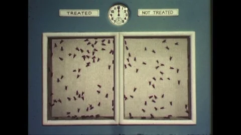 1940s: Comparison of two panels with flies, flies die on side coated with DDT. Stock Footage 74438625