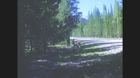 1940s: Deer grazes near roadside. Deer crosses mountain road. Man and woman in Stock Footage