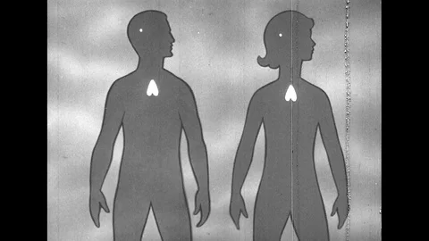 1940s: Diagram of Gland Secretion in the Human Body Stock Footage