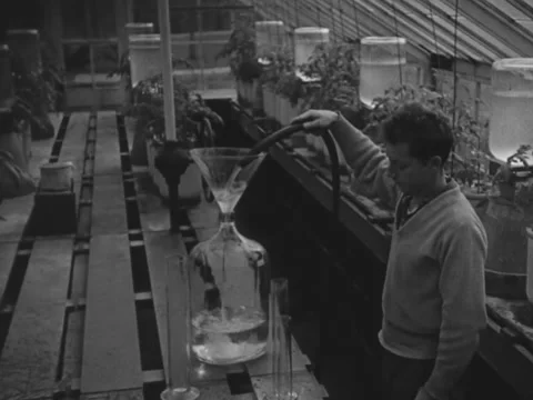 1940s: Drip irrigation system Stock Footage 229442416