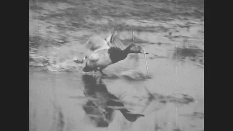 1940s: Duck runs across water, flaps wings, takes flight. Stock Footage