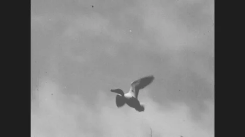 1940s: Ducks fly through the air. Duck sits in water, preens. Stock Footage