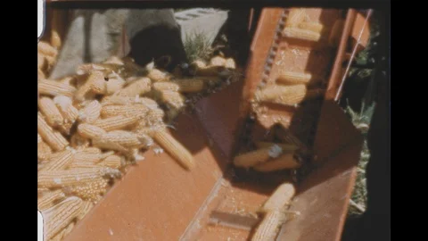 1940s: Farmer shovels corn cobs from silo onto conveyor belt. Corn cobs travel Vídeos de archivo 120192804