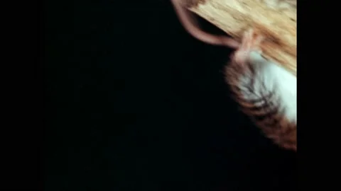 1940s: Field mouse climbs to the end of a broken branch then climbs back down. Stock Footage 171463737