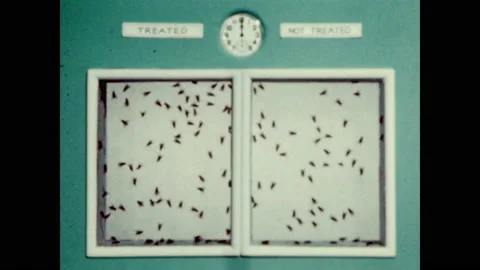 1940s: Flies inside frames. Flies in one frame die. Stock Footage 148502513