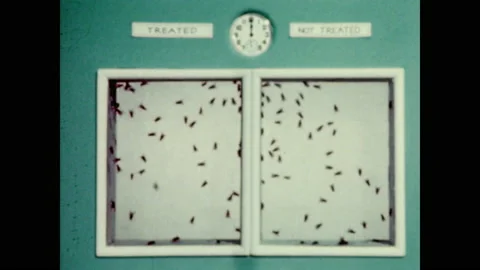 1940s: Flies inside frames. Flies in one frame die. Stock Footage 148502575