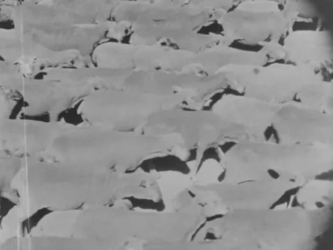 1940s: Flock of sheep Stock Footage 170453549
