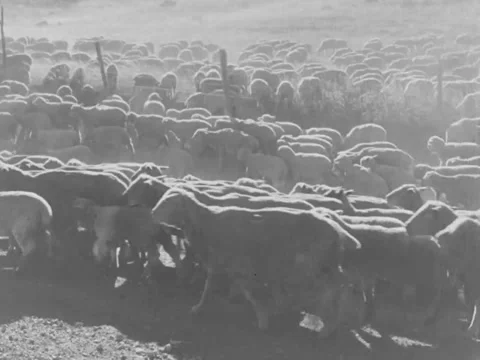 1940s: Flock of sheep Stock Footage 170463202