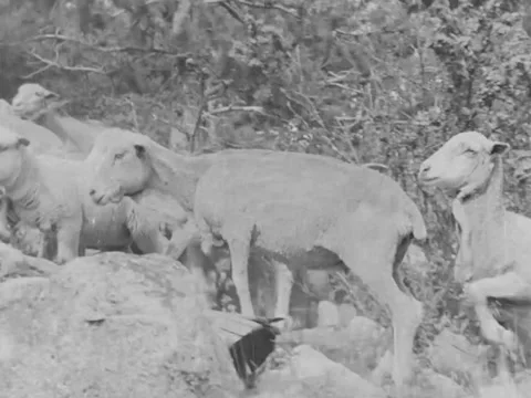1940s: Flock of sheep in wilderness Stock Footage 170464102