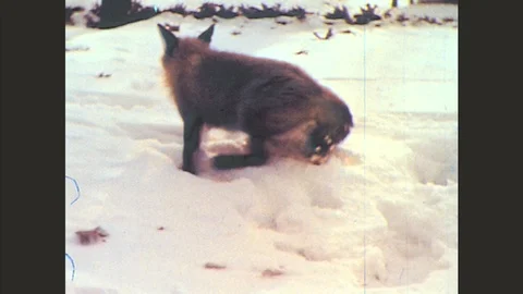 1940s: Fox runs away through snowy woods. Boy points. Boy hands ax to girl, Stock Footage 79177146