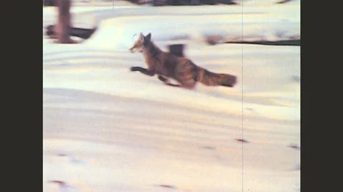 1940s: Fox runs through snow, stops, crouches down. Boy turns head, speaks. Stock Footage 79177086