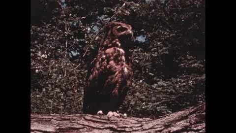 1940s: A guide demonstrating essential survival techniques in dense woods while Stock Footage 280686095