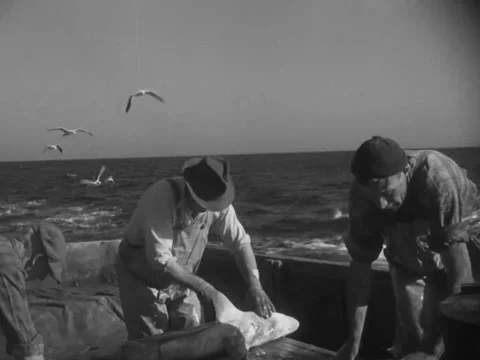 1940s: Gutting sharks on deck Stock Footage 229738858