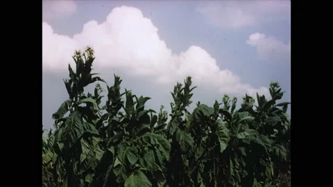 1940s: Hand pulling cigarette from pack held by another hand. Tobacco plant Stock Footage 162326915