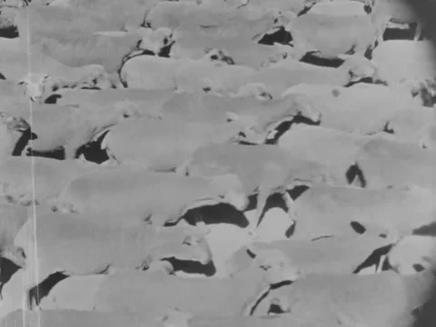 1940s: Herd of sheep Stock Footage 229412508