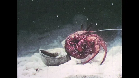1940s: Hermit crab climbs into shell and walks away. Ship is seen from low tide. Stock Footage 94222837