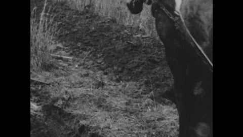1940s: Horse pull plow across dirt field. Man walks behind horses pulling plow. Stock Footage 121815705