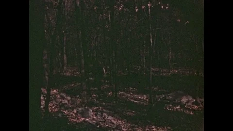 1940s: Hunters and pointer dog in forest. Man walks with dog, dog wags tail, man Stock Footage 85229920