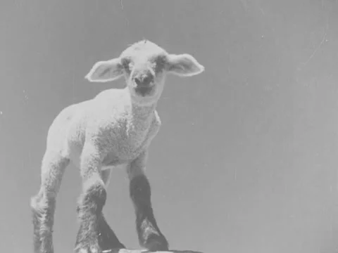 1940s: Lamb amid rocks Stock Footage 170463191